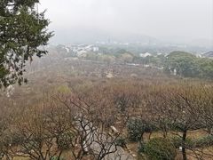 -香雪海