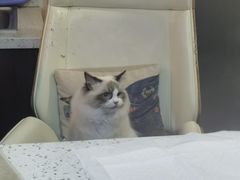 -宠爱国际动物医院·消化内科·心肾内科·ISFM猫友好(望京店)