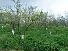 -桤木河湿地公园