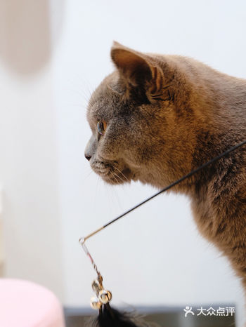 悦汇城｜猫咪用品一应俱全的撸猫馆太好拍啦