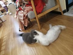 -滚猫咖啡·猫咖·猫友好撸猫(未来城店)