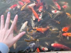 -天目湖涵田半山温泉
