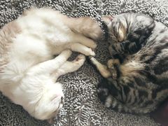 -达爱动物医院·犬猫分区·CT·复杂眼科(远洋山水分院)