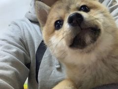 -PETKIT小佩宠物(古北店)