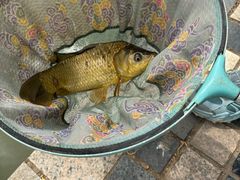 -酷鱼垂钓CLUB(朝阳区博大路店 )