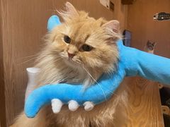 -MOCHA明星猫咖(田子坊店)