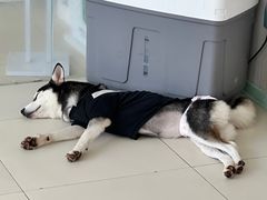 -怪兽屋·羊驼·猫咖·狗咖(俊华广场店)