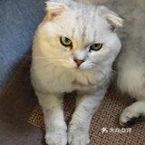 位于小寨东路一又二分之一公寓B座1009 大叔是个爱