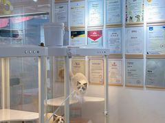 -翊宠yipet猫狗购宠庄园犬舍•猫舍