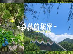 -牛背梁国家森林公园