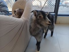 -怪兽屋·羊驼·猫咖·狗咖(俊华广场店)