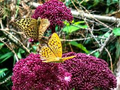 -峡谷浮石林景区