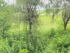 -佛手湖郊野公园