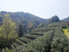 -龙井村