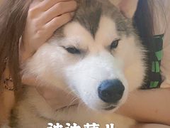 -Husky Go! 哈士奇体验馆·宠物咖啡厅狗咖
