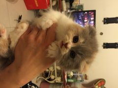 iphone_upload_pic-爱宠屋pet shop·宠物洗澡·宠物美容