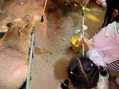 -正佳雨林生态植物园
