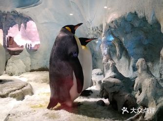 【攻略】来成都旅游，一定不能错过海昌公园~