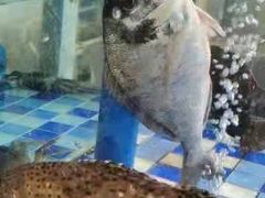 -老伙记海鲜码头(北滘店)