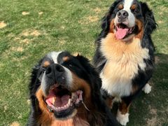-趣玩宠物乐园寄养训犬训狗游泳池