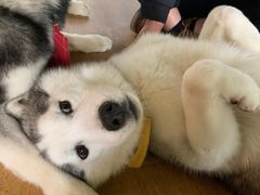 -Husky Go! 哈士奇体验馆·宠物咖啡厅狗咖