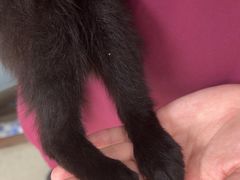 -宠颐生宠物医院·心肾内科·猫专科诊疗中心宠巢店