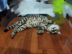 -灵美宠物诊所