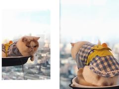 -Heymao猫咖.咖啡厅(东门店)
