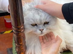 -猫小院猫主题咖啡厅(北锣店)