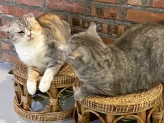 -豆逗聊愈猫阁Easy Life