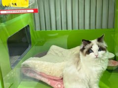 -唐小姐の猫狗洗护·购宠旗舰店(周浦万达店)