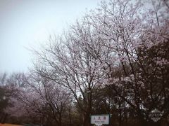 -武汉大学-樱园