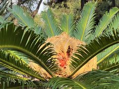 -昆明植物园