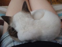 -Sirena海妖日咖夜酒