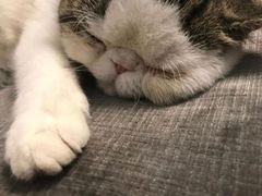 -芭比堂动物医院·犬猫全科·异宠专科(雁塔分院)