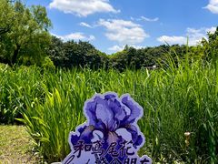 -上海共青森林公园