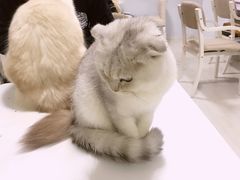 -喵的天空名猫咖啡馆·撸猫·猫舍·用品