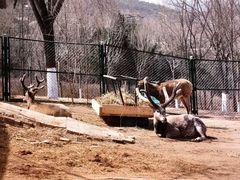 -青藏高原野生动物园