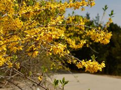 -北京西山国家森林公园