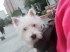 -Pets First伊珊娜洗护·精致美容·家庭式寄养(新会路店)