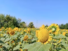 -杭州湾海上花田景区