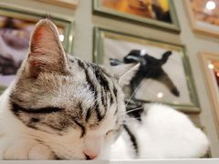 -藏猫猫咖啡主题馆(中央大道店)