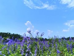 -北京东方普罗旺斯薰衣草庄园