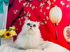 -爱洗澡的猫(望京店)