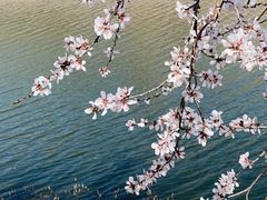 -桃花堤公园