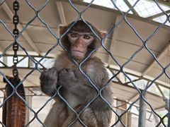 -西霞口神雕山野生动物世界