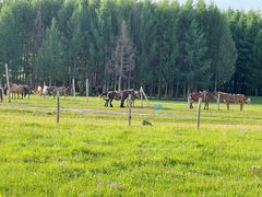 -塞罕坝国家级自然保护区