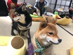 -逗柴咖啡屋·狗咖猫咖宠物桌游