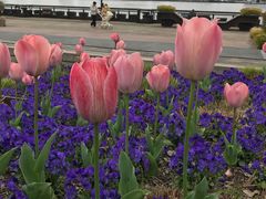 -丹东路渡口(轮渡站)