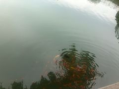 -黄村公园